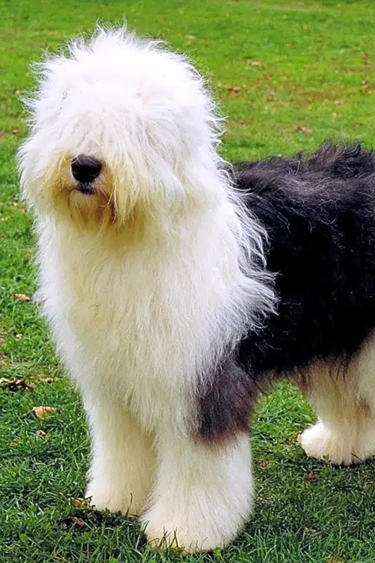 Why Some Dogs Have Fur Over Their Eyes